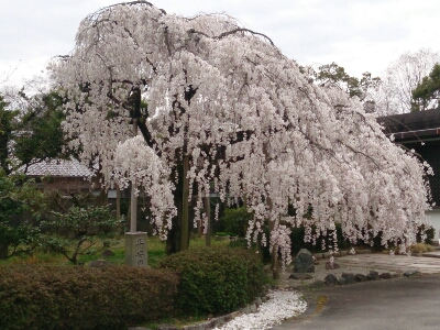 京都御苑    ～2014年桜めぐり～_e0252905_885298.jpg