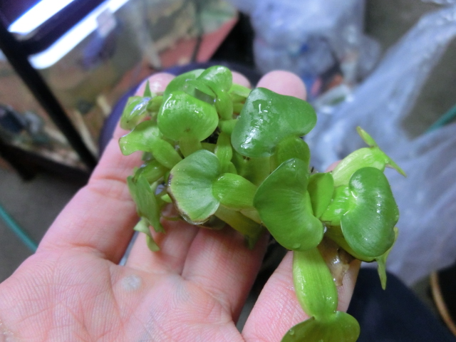 水草入荷情報_b0141806_22194670.jpg