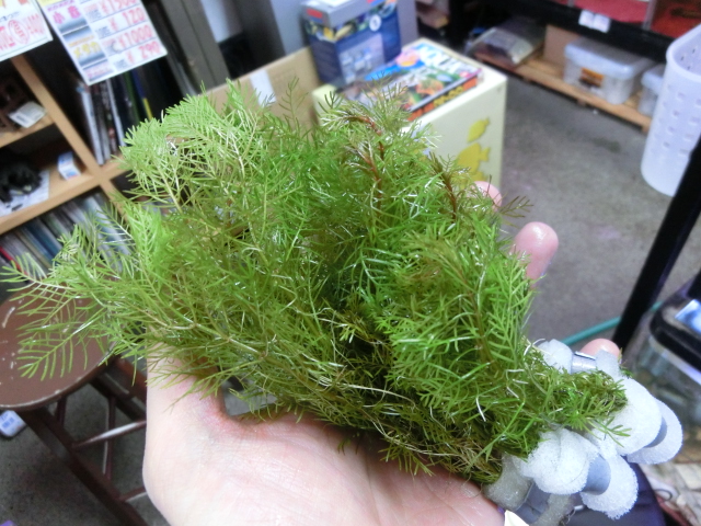 水草入荷情報_b0141806_22251969.jpg