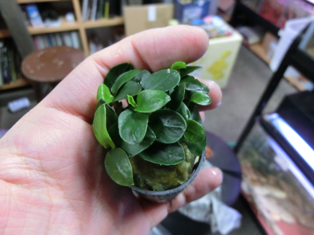 水草入荷情報_b0141806_22354443.jpg