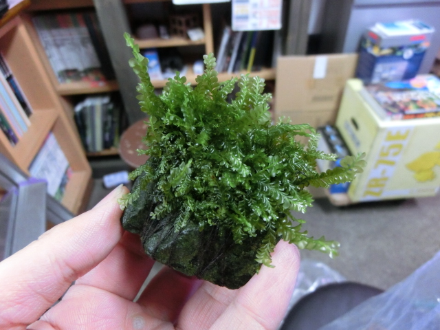 水草入荷情報_b0141806_22362381.jpg