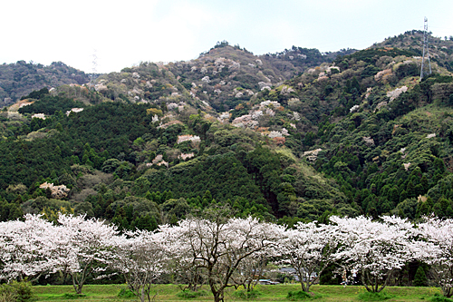 桜！さくら_b0014607_21292729.jpg