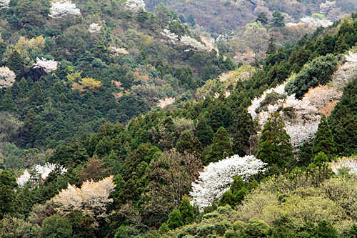 桜！さくら_b0014607_21293849.jpg