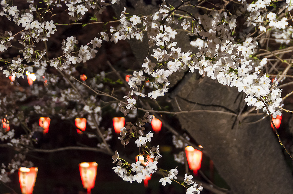福島と上野のお花 3月29日(土) 4073_b0069507_10264633.jpg
