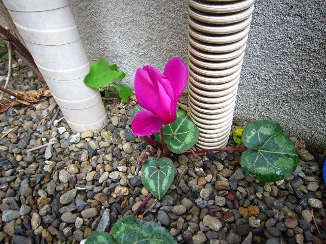a0141408_21295497.jpg