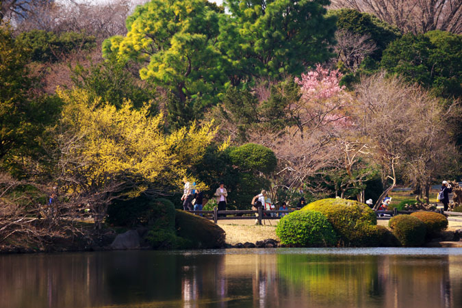 新宿御苑の桜の季節2_a0263109_15101992.jpg