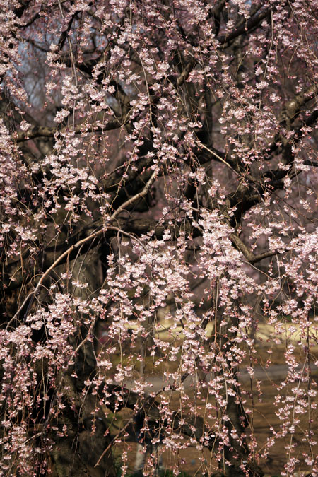 新宿御苑の桜の季節2_a0263109_1510254.jpg