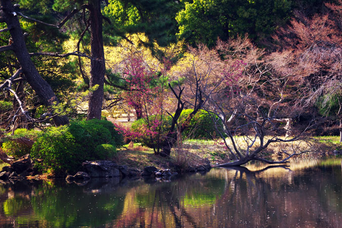 新宿御苑の桜の季節2_a0263109_15103366.jpg