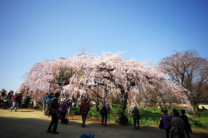 新宿御苑の桜の季節2_a0263109_15105028.jpg