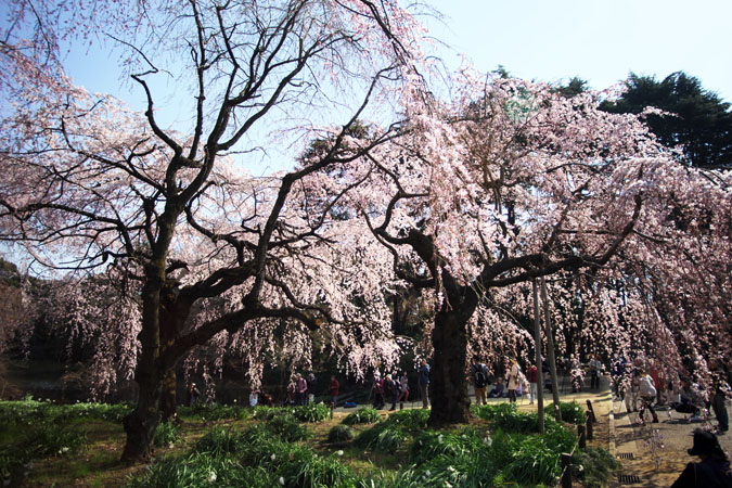 新宿御苑の桜の季節2_a0263109_1511236.jpg