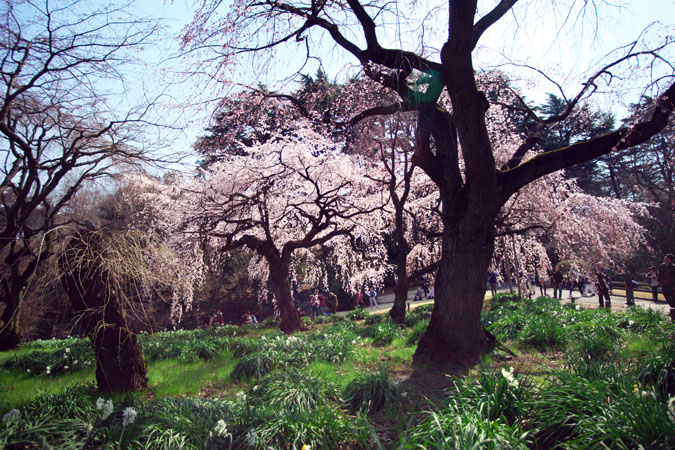 新宿御苑の桜の季節2_a0263109_15114338.jpg