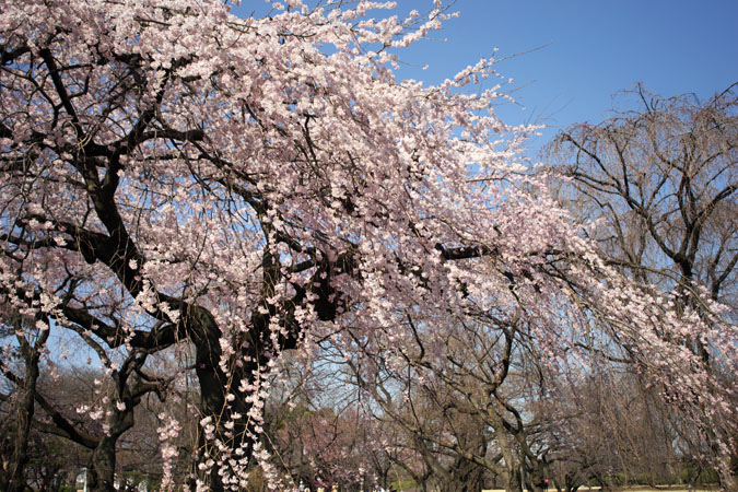 新宿御苑の桜の季節2_a0263109_1511511.jpg