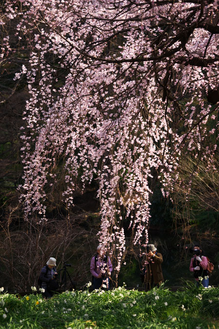 新宿御苑の桜の季節2_a0263109_15124034.jpg