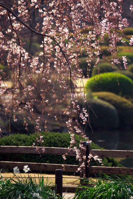 新宿御苑の桜の季節2_a0263109_1512515.jpg