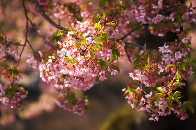 新宿御苑の桜の季節2_a0263109_1513319.jpg