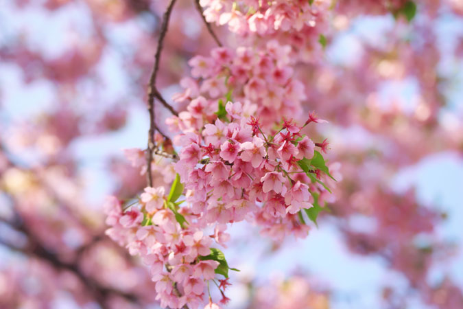 新宿御苑の桜の季節2_a0263109_15134291.jpg