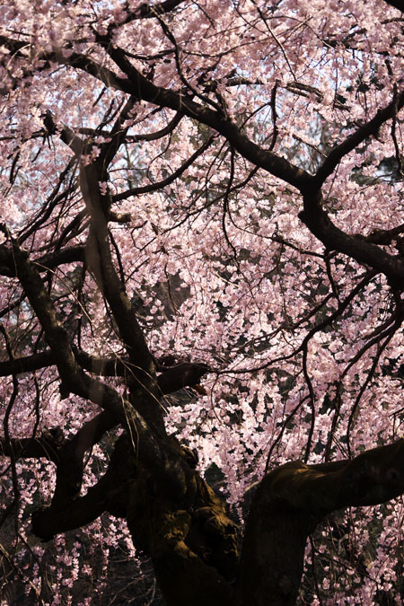 新宿御苑の桜の季節2_a0263109_1513451.jpg