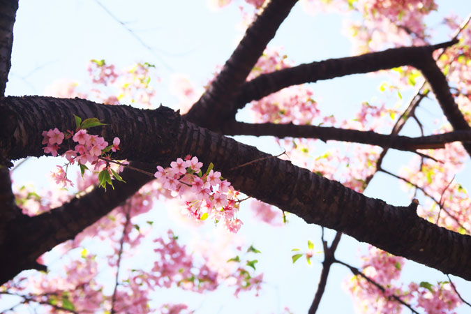 新宿御苑の桜の季節2_a0263109_15135716.jpg