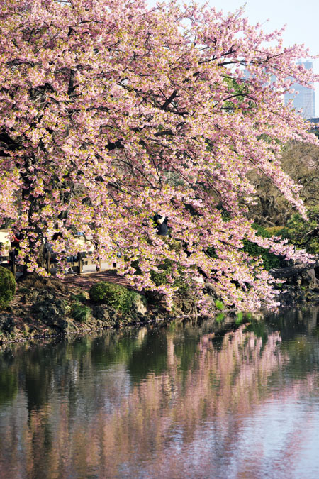 新宿御苑の桜の季節2_a0263109_15142690.jpg