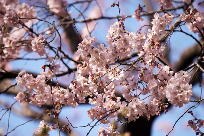 新宿御苑の桜の季節2_a0263109_1591854.jpg