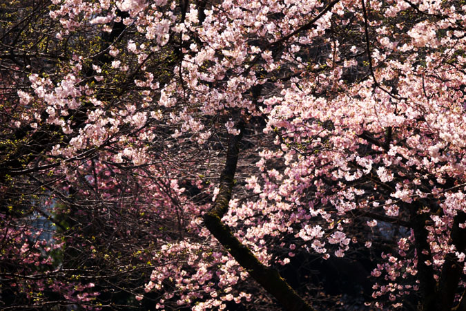 新宿御苑の桜の季節2_a0263109_1593051.jpg