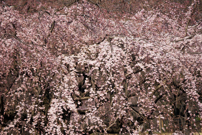 新宿御苑の桜の季節2_a0263109_1594320.jpg