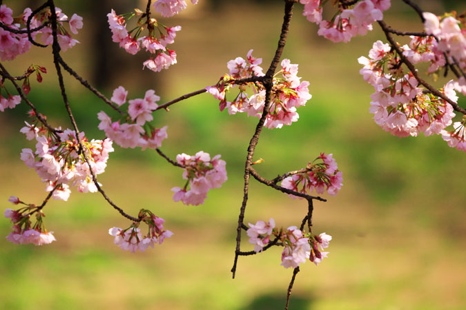 新宿御苑の桜の季節2_a0263109_159639.jpg