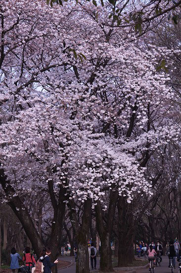 お花見と、シュンラン、ユキヤナギ_e0255509_21151100.jpg