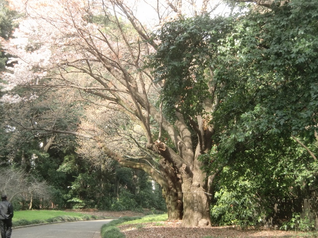 新宿御苑のお花見・・・２０１４・３・２９_f0231709_037455.jpg