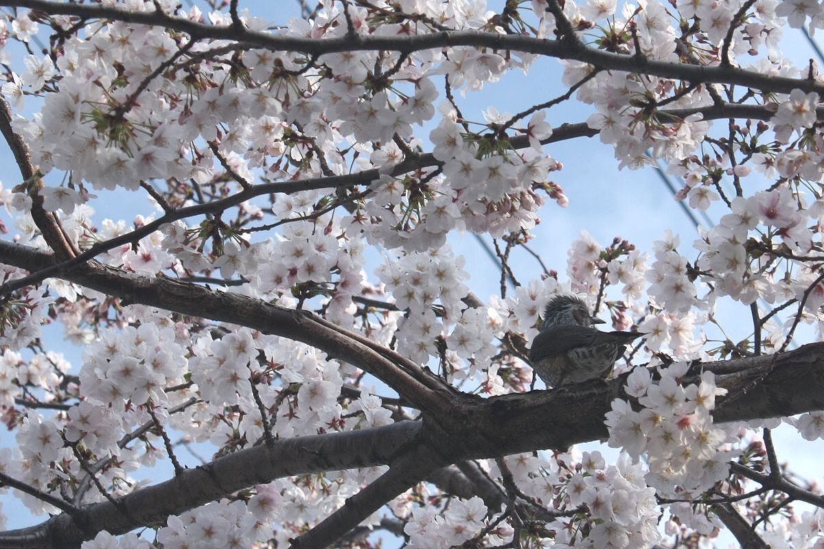 桜見物.....山崎川その2_b0150110_14181821.jpg