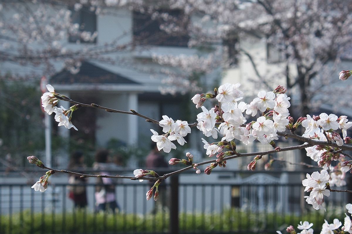 桜見物.....山崎川その2_b0150110_14211572.jpg