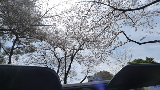 アルファから見る初桜　 _a0129711_18211944.jpg