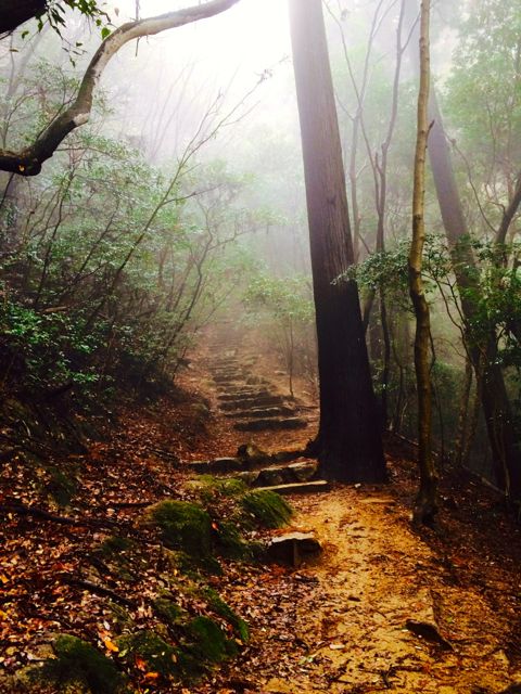 摩耶山　大雨の後のトレイルラン_b0183911_23574447.jpg