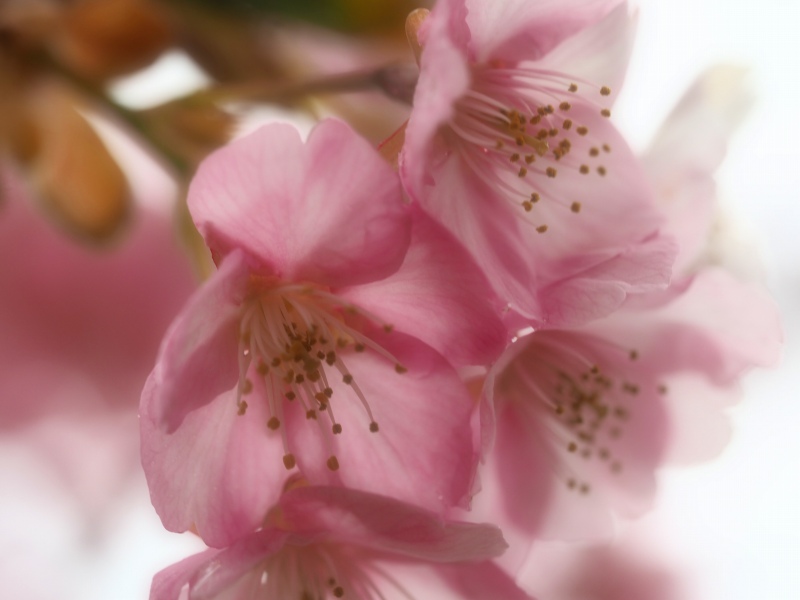 桜の季節_c0071611_920321.jpg