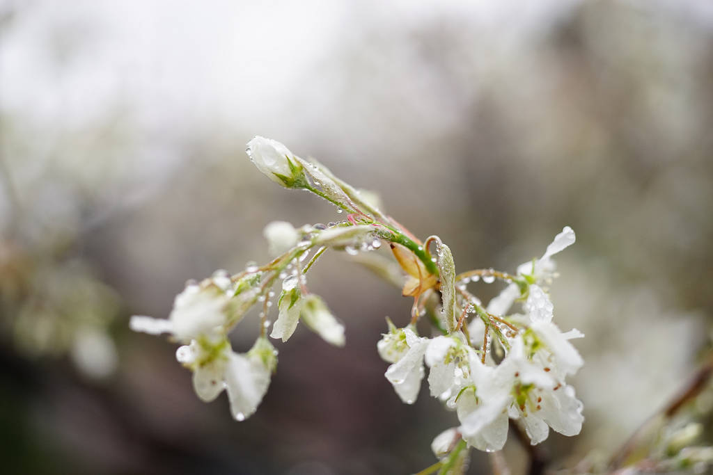 桜　2014_a0208113_21505196.jpg