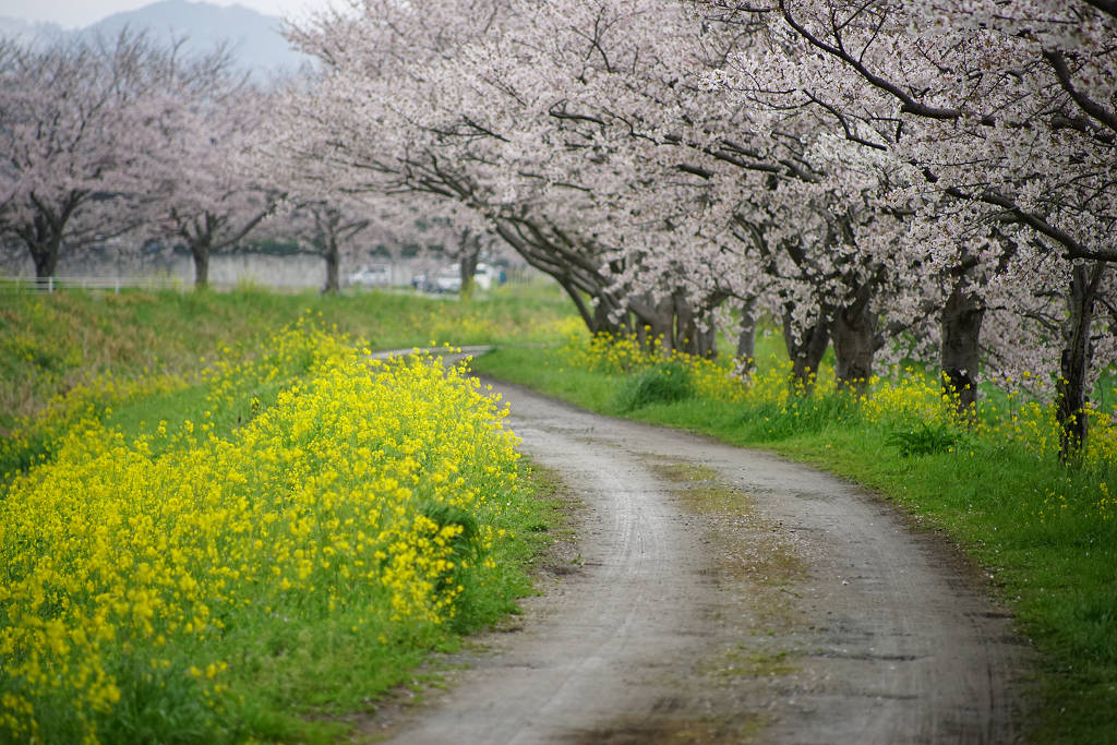 桜　2014_a0208113_21510236.jpg