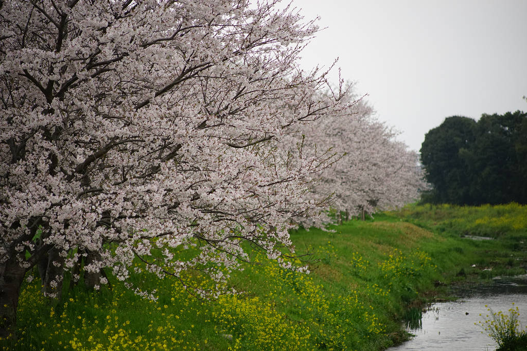 桜　2014_a0208113_21511593.jpg