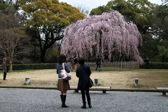 2014花めぐり8　出水のさくら_e0048413_1756363.jpg