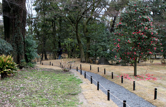 2014花めぐり8 出水のさくら_e0048413_1757441.jpg