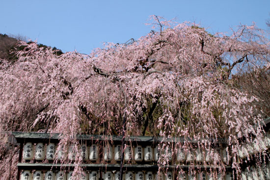 2014花めぐり9 大石神社_e0048413_18593621.jpg