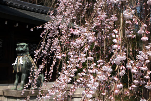 2014花めぐり9 大石神社_e0048413_1935098.jpg