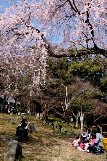 2014花めぐり9 大石神社_e0048413_1935856.jpg