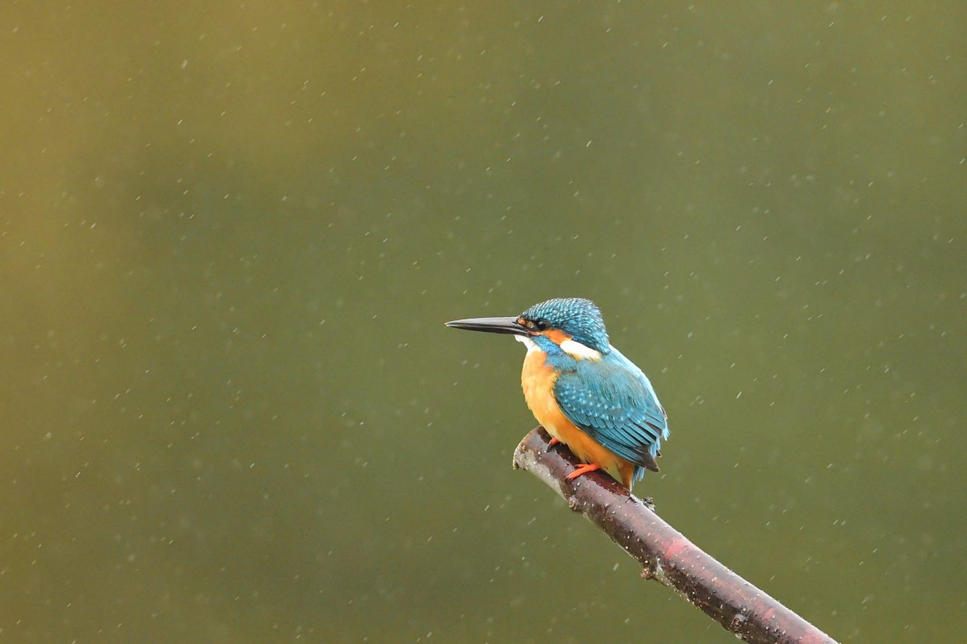 雨の中のカワセミ Ⅱ_f0133213_19401948.jpg