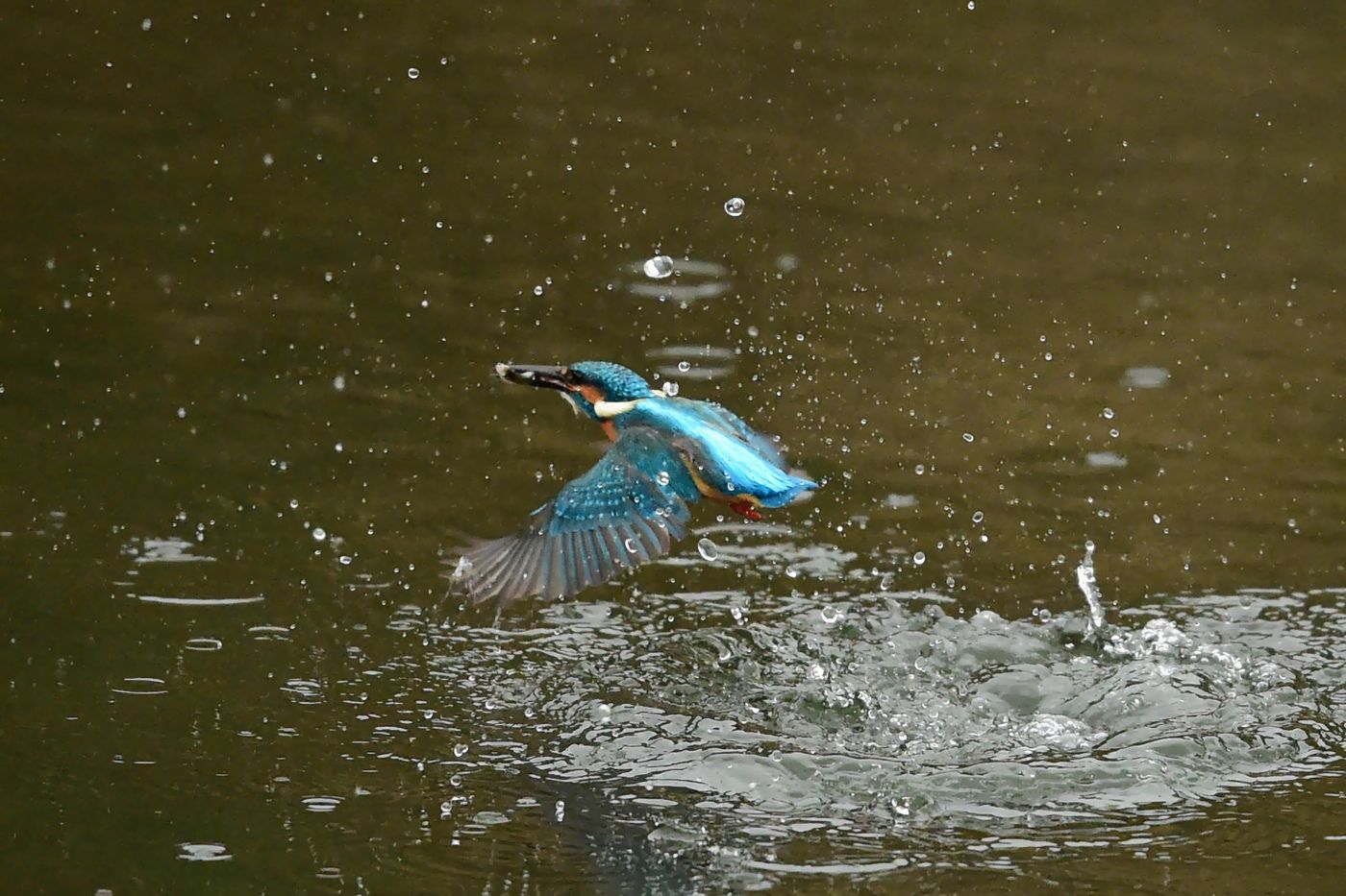 雨の中のカワセミ Ⅱ_f0133213_19412256.jpg