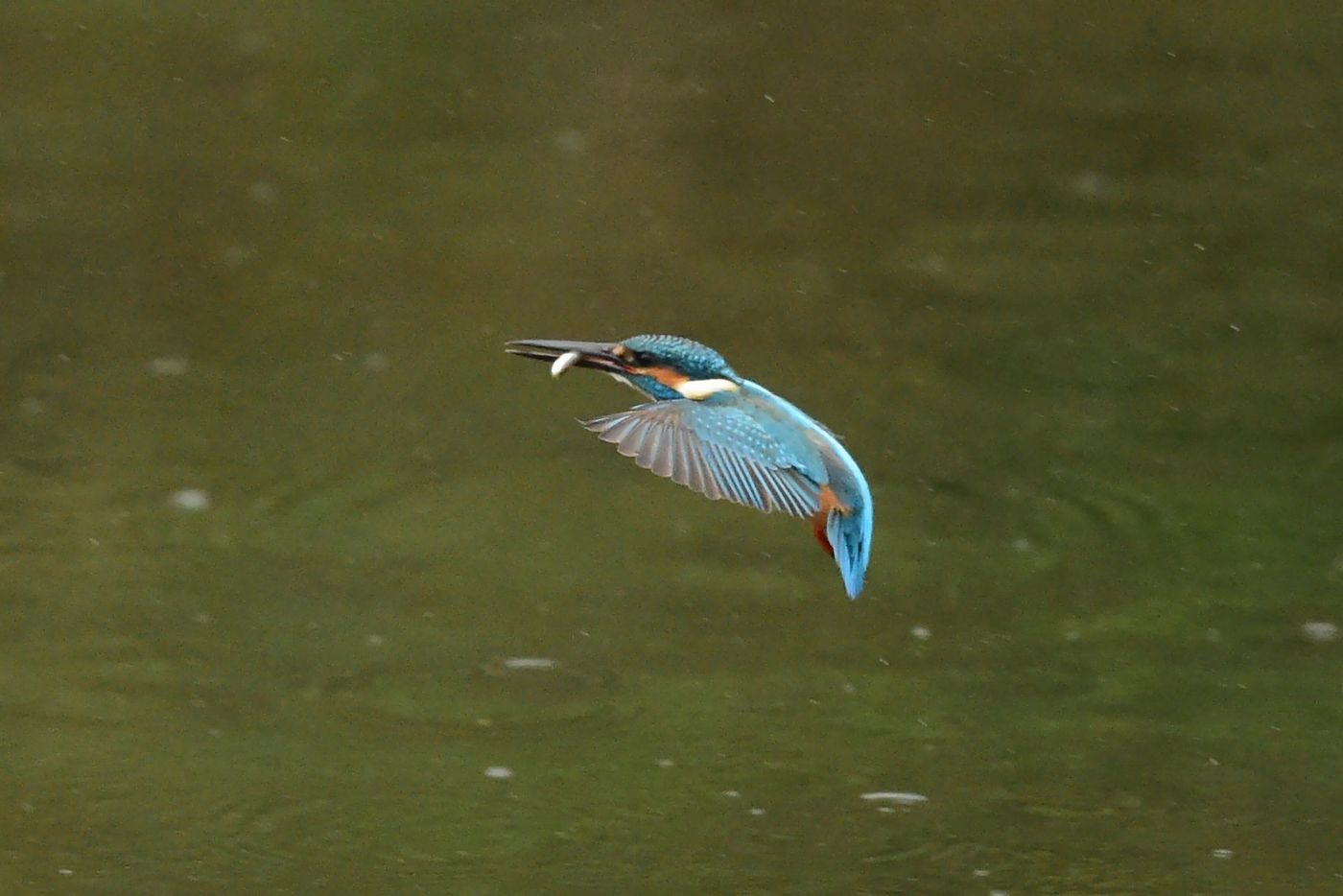 雨の中のカワセミ Ⅱ_f0133213_194252.jpg