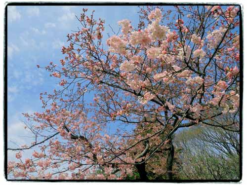 春の神代植物公園　（３月２９日）_a0023315_12524192.jpg