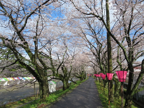 ３月３０日　雨止んで桜を見に行く！_b0093515_21273479.jpg