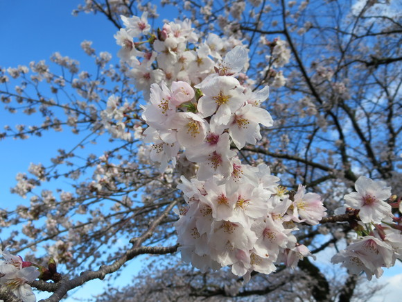 ３月３０日　雨止んで桜を見に行く！_b0093515_21313382.jpg