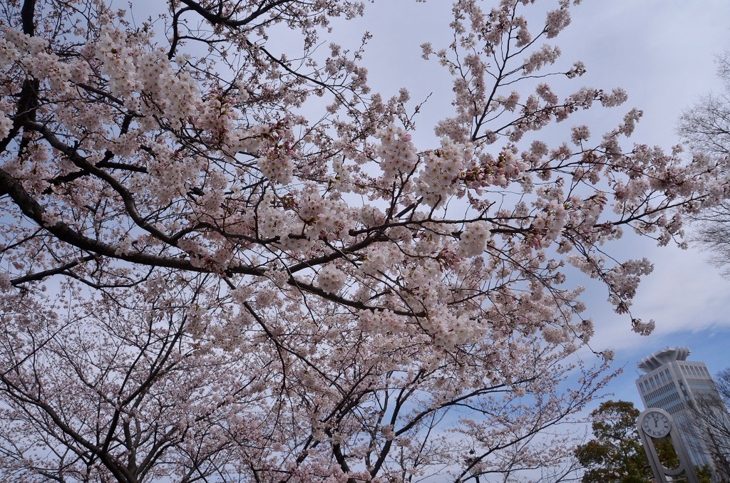 桜2014　ヴェルニー公園_d0065116_12294228.jpg