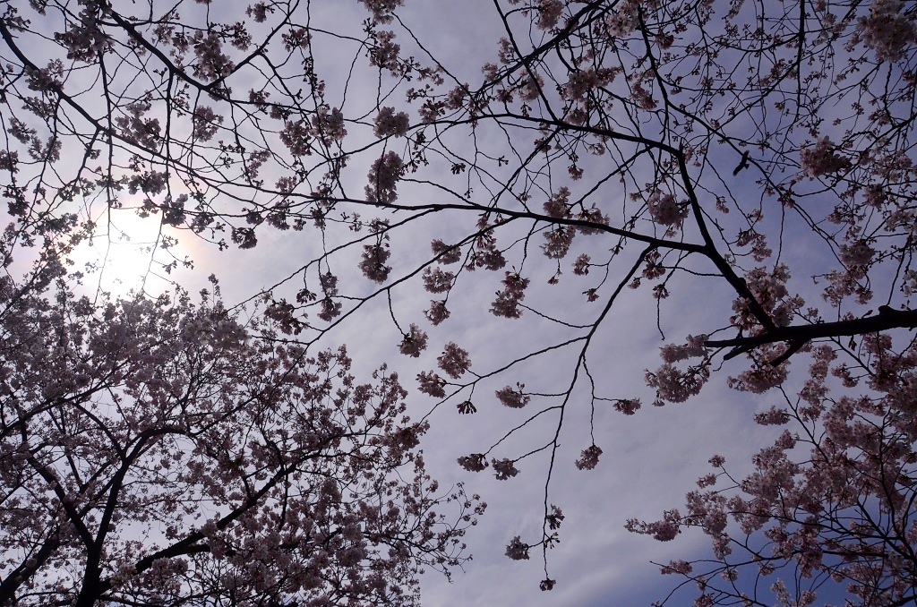 桜2014　ヴェルニー公園_d0065116_12331727.jpg